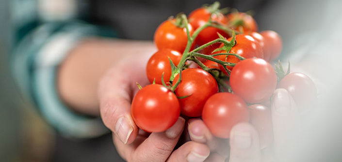 A UNEATLANTICO study on the prevention of fungus on cherry tomatoes