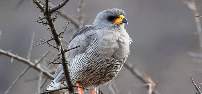 UNEATLANTICO researcher proposes a new methodology for bird species classification